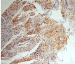 UQCR Antibody in Immunohistochemistry (Paraffin) (IHC (P))