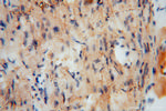 UQCR Antibody in Immunohistochemistry (Paraffin) (IHC (P))