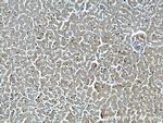 NDUFB8 Antibody in Immunohistochemistry (Paraffin) (IHC (P))