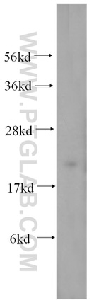 MRPL12 Antibody in Western Blot (WB)