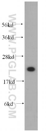 MRPL12 Antibody in Western Blot (WB)