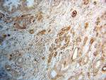 RPS28 Antibody in Immunohistochemistry (Paraffin) (IHC (P))