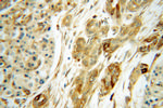 RPS28 Antibody in Immunohistochemistry (Paraffin) (IHC (P))