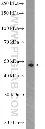 DDX39B Antibody in Western Blot (WB)