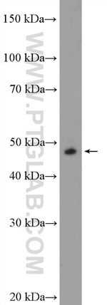 DDX39B Antibody in Western Blot (WB)