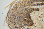GOT2 Antibody in Immunohistochemistry (Paraffin) (IHC (P))