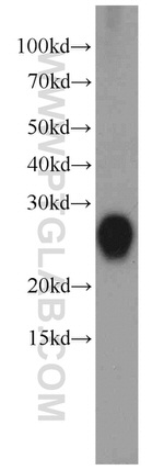 CRIP2 Antibody in Western Blot (WB)