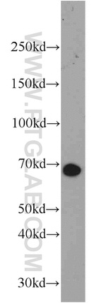 NOL4 Antibody in Western Blot (WB)