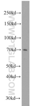 NOL4 Antibody in Western Blot (WB)