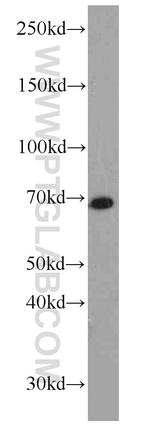 NOL4 Antibody in Western Blot (WB)