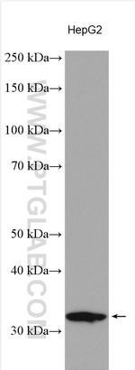KCTD14 Antibody in Western Blot (WB)