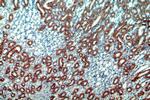 Hikeshi Antibody in Immunohistochemistry (Paraffin) (IHC (P))