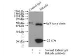 Hikeshi Antibody in Immunoprecipitation (IP)