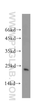 Hikeshi Antibody in Western Blot (WB)