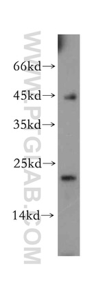 Hikeshi Antibody in Western Blot (WB)