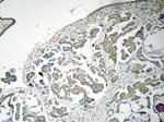 OBFC2B Antibody in Immunohistochemistry (Paraffin) (IHC (P))