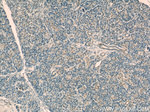 OBFC2B Antibody in Immunohistochemistry (Paraffin) (IHC (P))