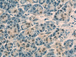 OBFC2B Antibody in Immunohistochemistry (Paraffin) (IHC (P))