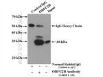 OBFC2B Antibody in Immunoprecipitation (IP)