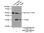 OBFC2B Antibody in Immunoprecipitation (IP)