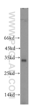 OBFC2B Antibody in Western Blot (WB)