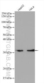 OBFC2B Antibody in Western Blot (WB)