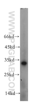 OBFC2B Antibody in Western Blot (WB)