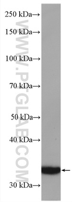 OBFC2B Antibody in Western Blot (WB)