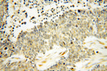 DEXI Antibody in Immunohistochemistry (Paraffin) (IHC (P))