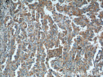 ISCU Antibody in Immunohistochemistry (Paraffin) (IHC (P))