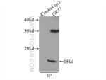 ISCU Antibody in Immunoprecipitation (IP)
