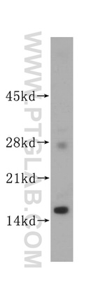 ISCU Antibody in Western Blot (WB)