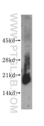 ISCU Antibody in Western Blot (WB)