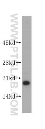 ISCU Antibody in Western Blot (WB)
