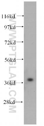 PEX16 Antibody in Western Blot (WB)
