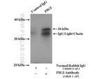 PIG3 Antibody in Immunoprecipitation (IP)