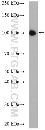 MARS Antibody in Western Blot (WB)