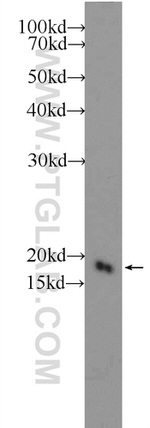 RPS24 Antibody in Western Blot (WB)