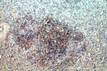 HMHA1 Antibody in Immunohistochemistry (Paraffin) (IHC (P))