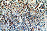 HMHA1 Antibody in Immunohistochemistry (Paraffin) (IHC (P))
