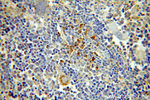 HMHA1 Antibody in Immunohistochemistry (Paraffin) (IHC (P))