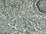 HMHA1 Antibody in Immunohistochemistry (Paraffin) (IHC (P))