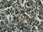 HMHA1 Antibody in Immunohistochemistry (Paraffin) (IHC (P))