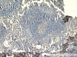 HMHA1 Antibody in Immunohistochemistry (Paraffin) (IHC (P))