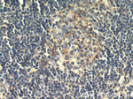 HMHA1 Antibody in Immunohistochemistry (Paraffin) (IHC (P))
