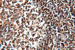 HMHA1 Antibody in Immunohistochemistry (Paraffin) (IHC (P))