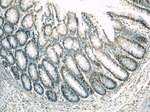 GLYR1 Antibody in Immunohistochemistry (Paraffin) (IHC (P))