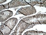 GLYR1 Antibody in Immunohistochemistry (Paraffin) (IHC (P))