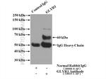 GLYR1 Antibody in Immunoprecipitation (IP)