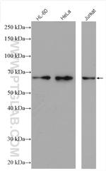 GLYR1 Antibody in Western Blot (WB)